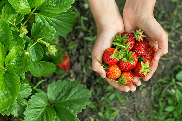 fraises locales Douai