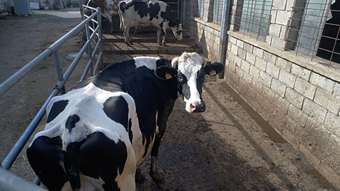 vache laitière de la ferme du clos de terre neuve 