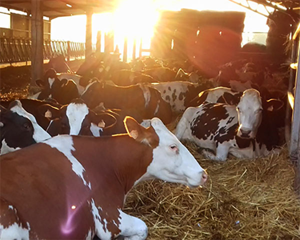 vaches laitières de la ferme du clos de terre neuve à Douai
